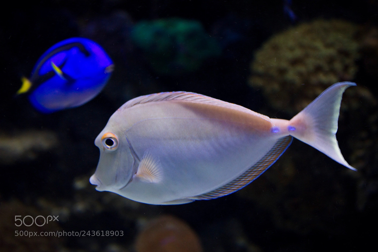 Canon EOS 550D (EOS Rebel T2i / EOS Kiss X4) sample photo. Surgeonfish (doktorfisch) photography