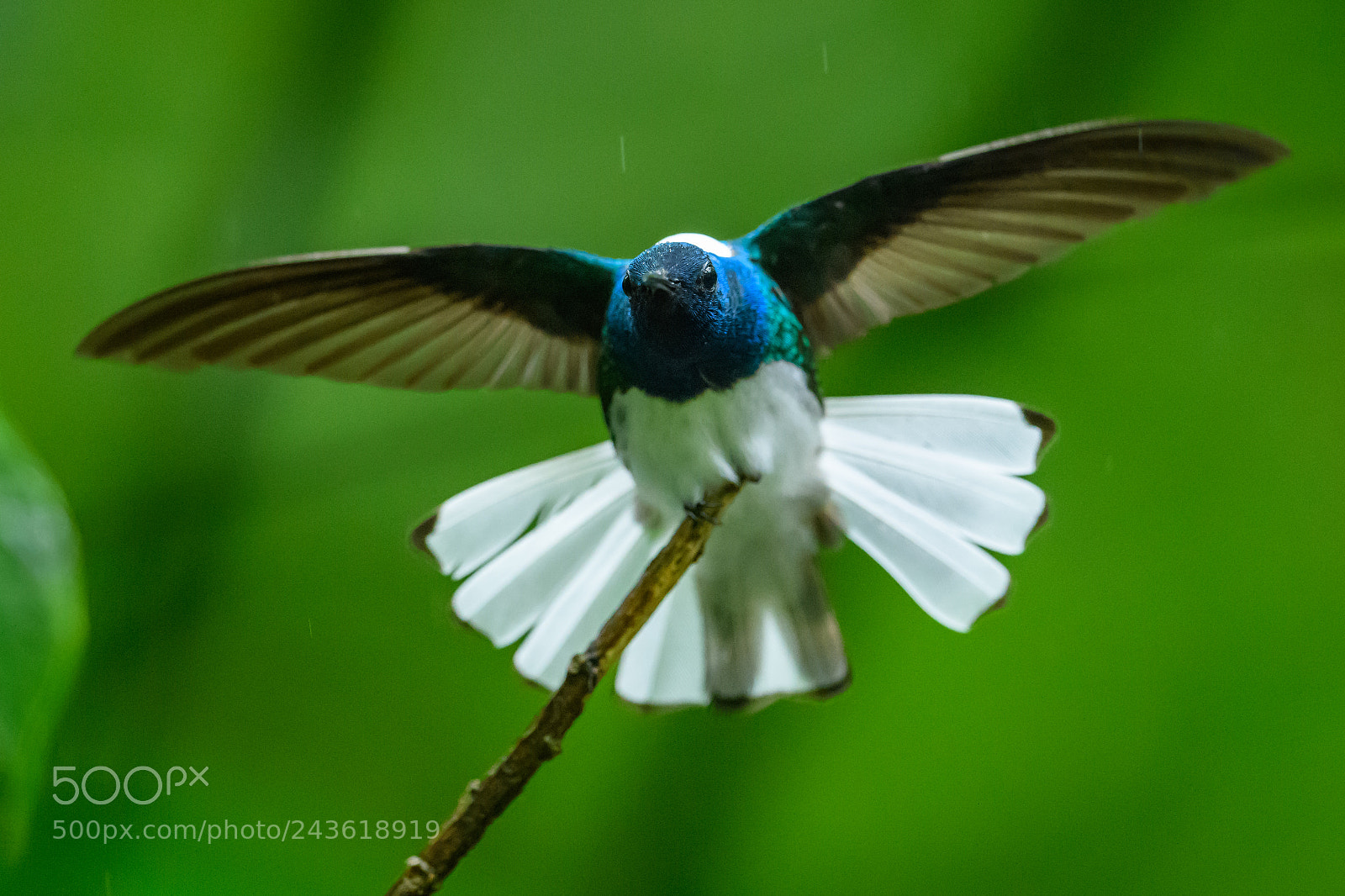 Nikon D850 sample photo. Powerful hummingbird photography
