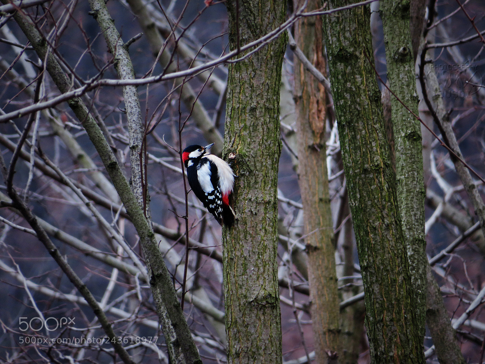 Canon PowerShot SX540 HS sample photo. Woodpecker photography