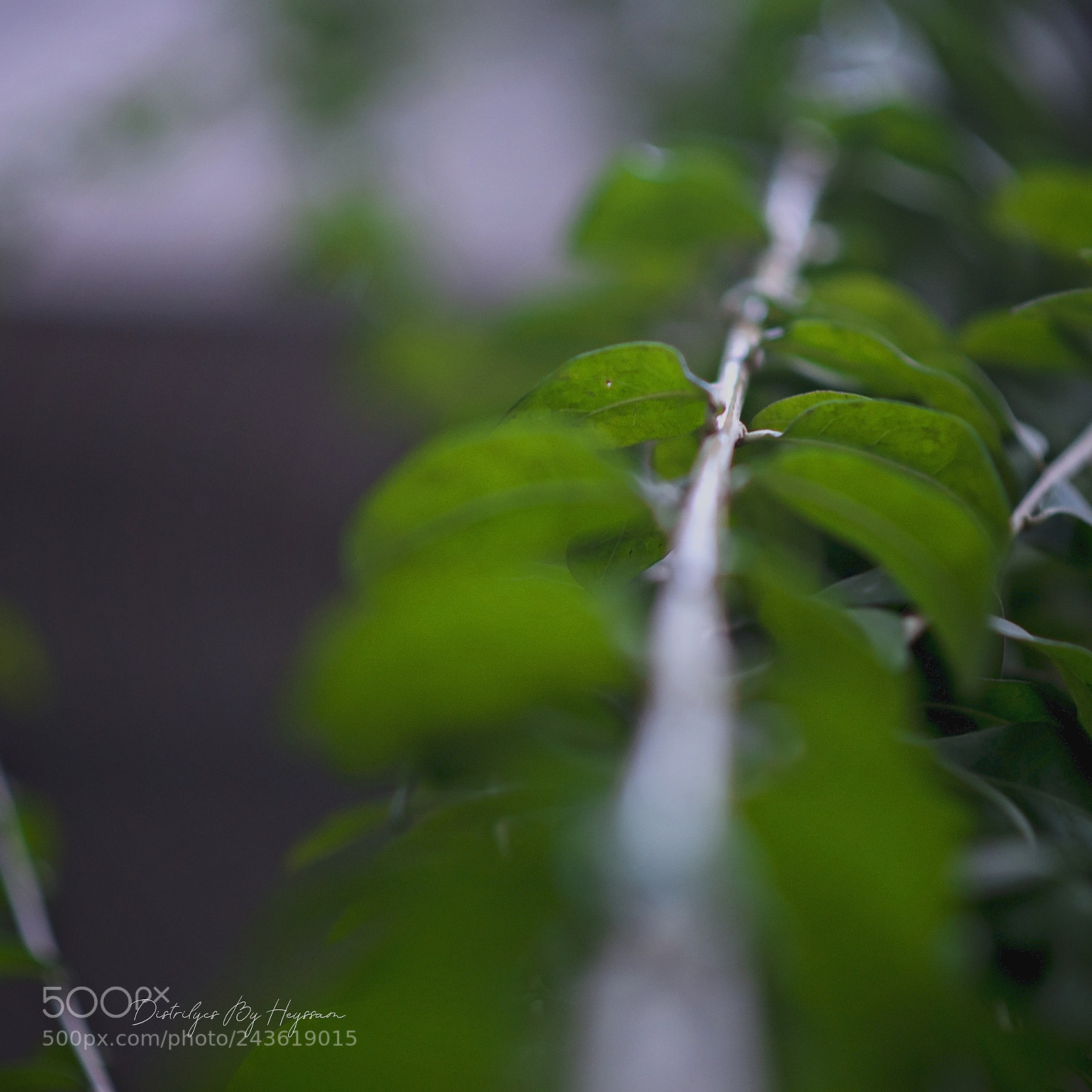 Nikon D610 sample photo. Greens photography