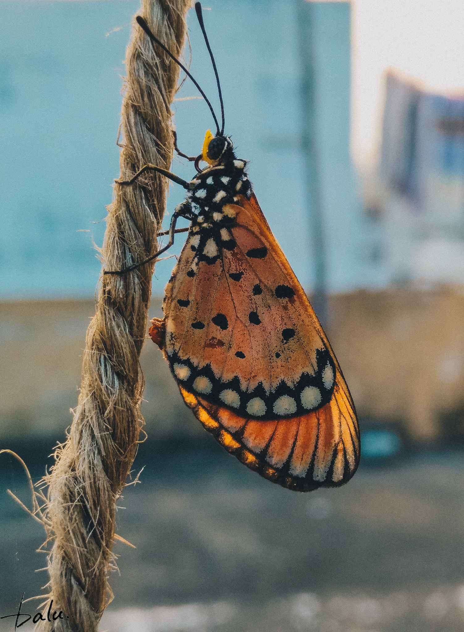 nubia Z11 MINI sample photo. Butterfly photography