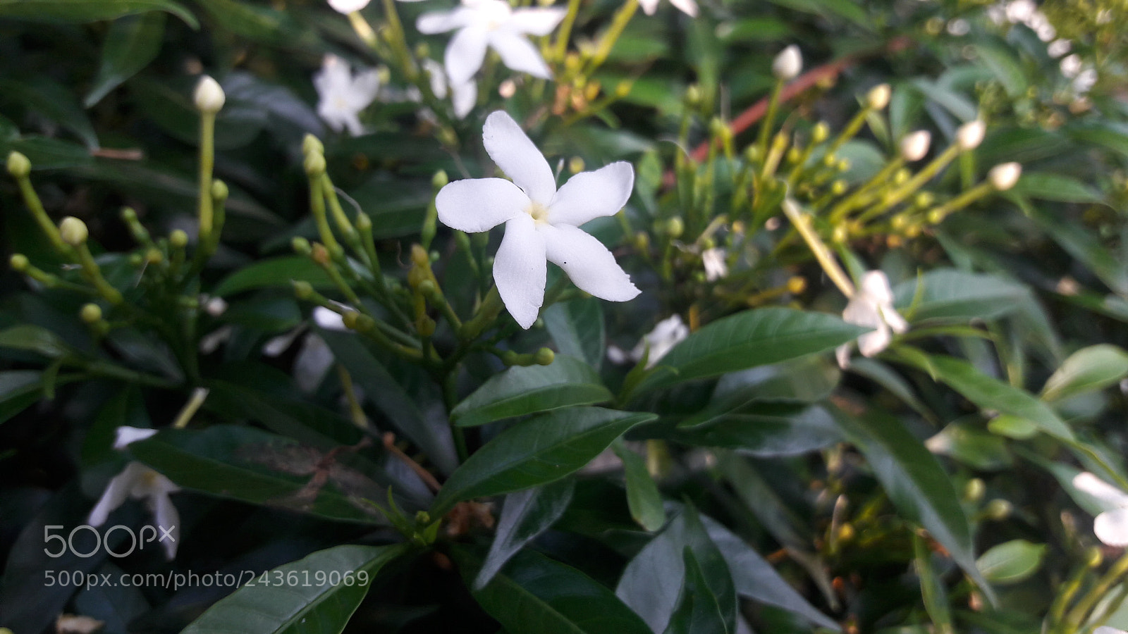Samsung Galaxy J7 sample photo. Flower photography