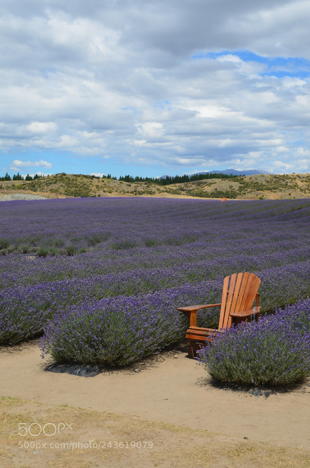 Nikon D5100 sample photo. Visit at lavender farm photography