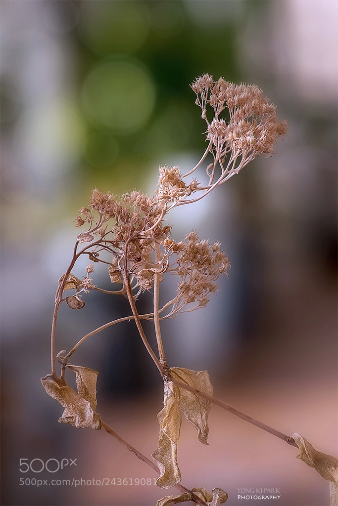 Pentax K-1 sample photo. The trace of the photography