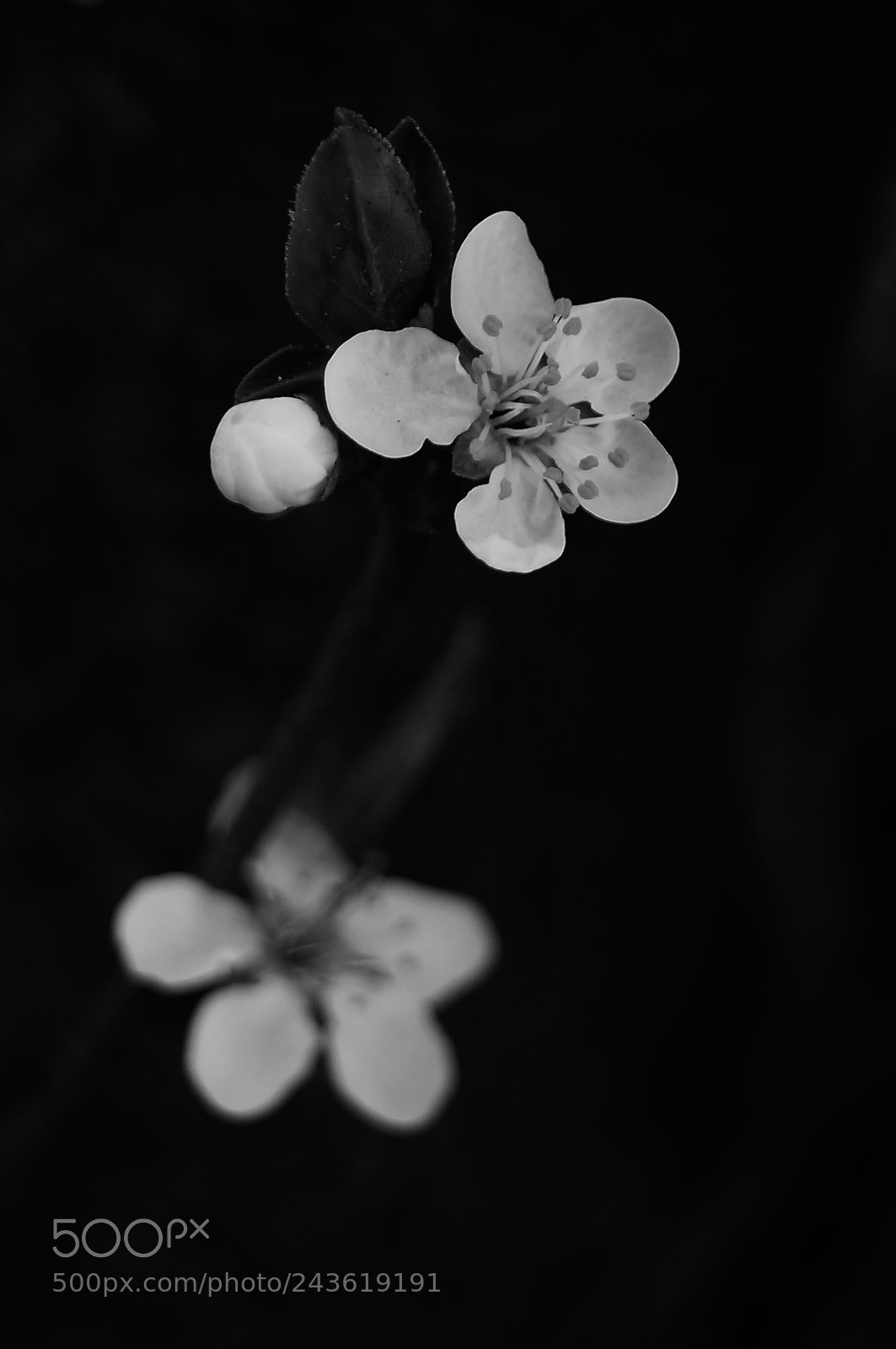 Sony SLT-A37 sample photo. Dos photography