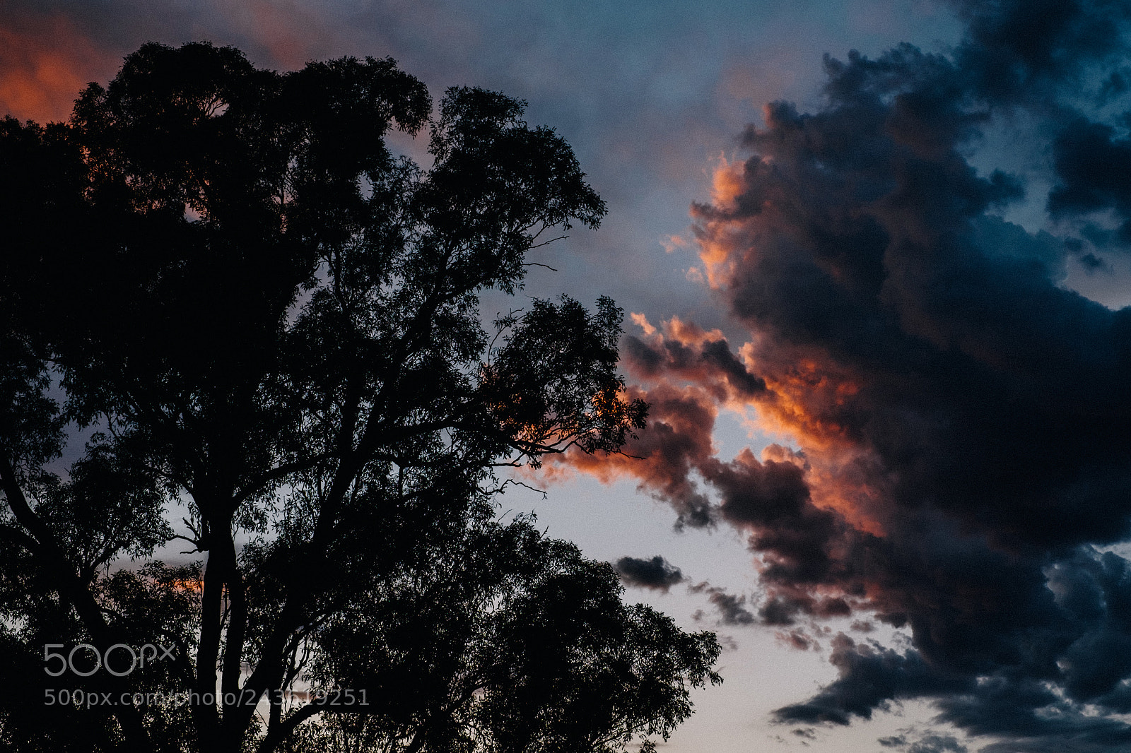 Fujifilm X-T1 sample photo. Tree v cloud photography
