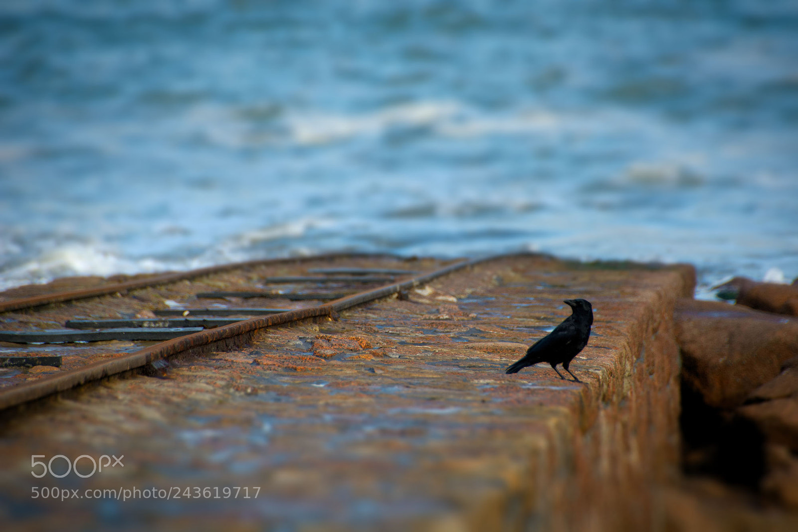 Nikon D7100 sample photo. Sea raven photography