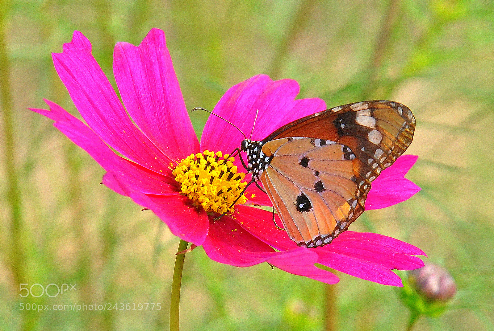 Nikon D90 sample photo. Butterfly on ramp photography