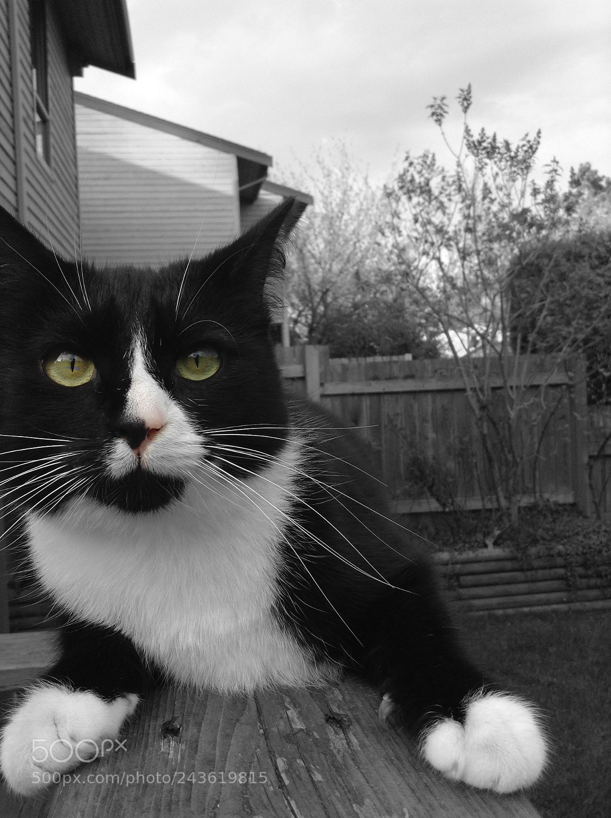 Apple iPod touch sample photo. Black n' white pringles photography