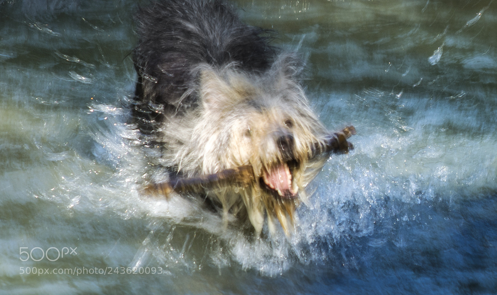 Nikon D7200 sample photo. Watercolour dog photography