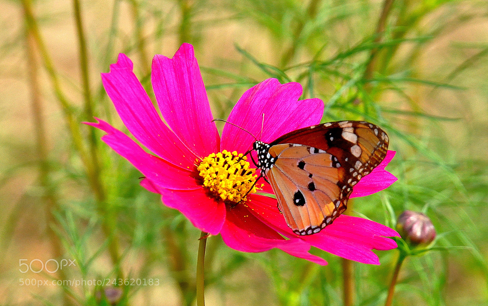 Nikon D90 sample photo. Butterfly photography