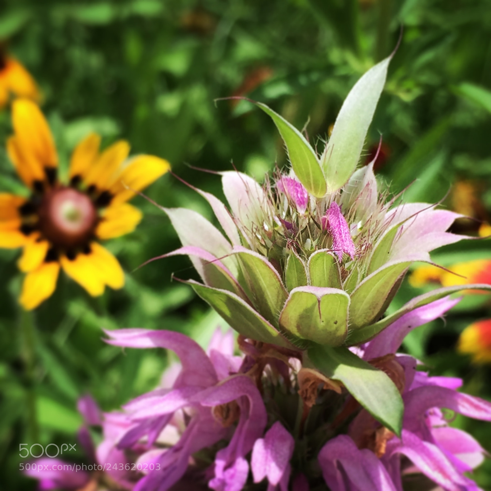 Apple iPhone 6 Plus sample photo. Leaves of flower photography