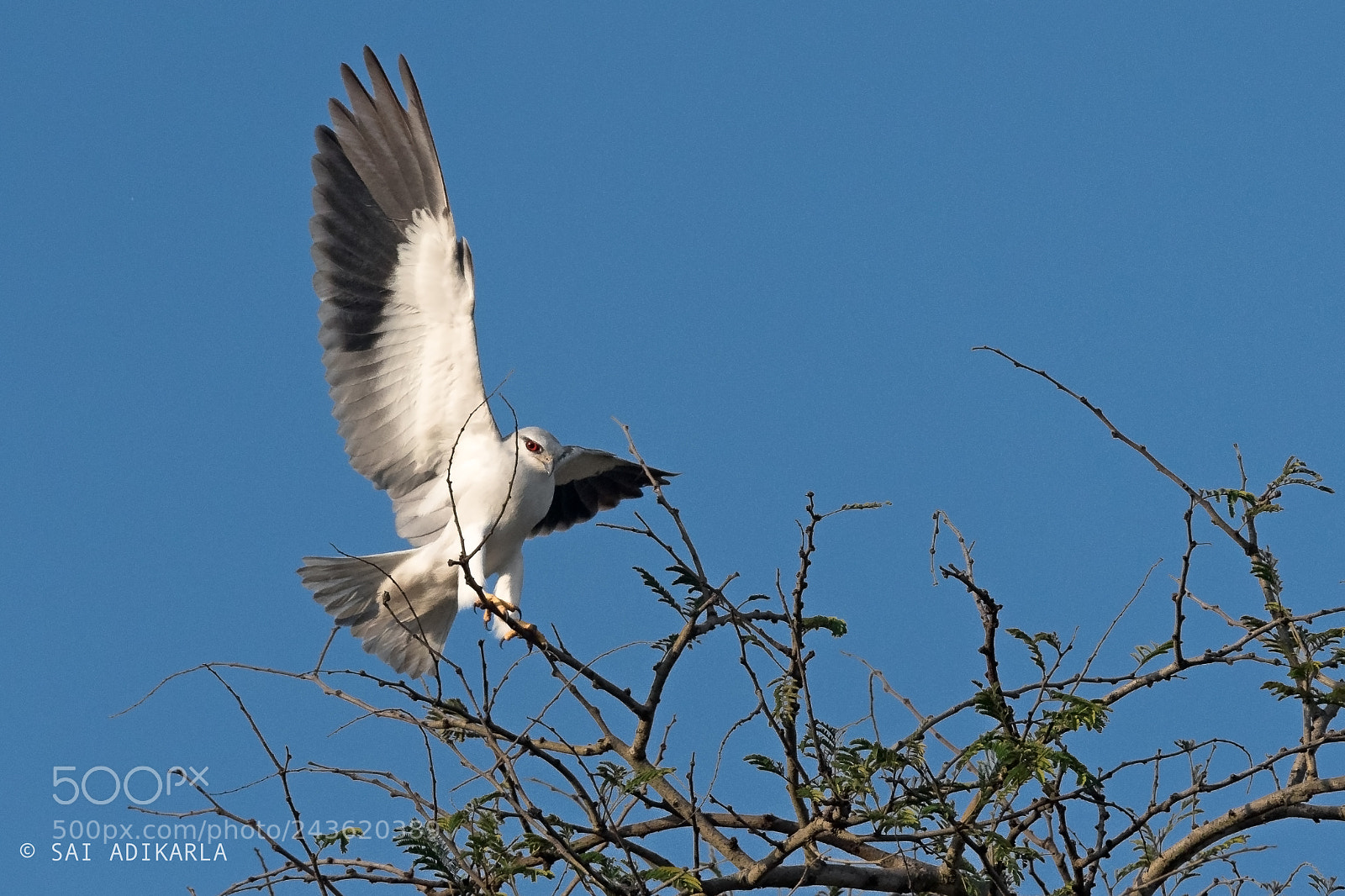 Nikon D500 sample photo. Black-winged kite photography
