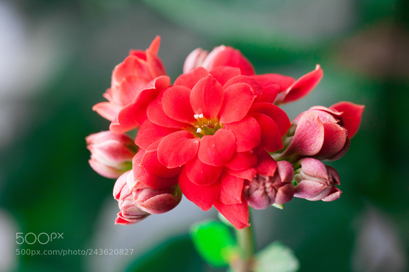 Canon EOS 5D sample photo. Spring on the windowsill photography