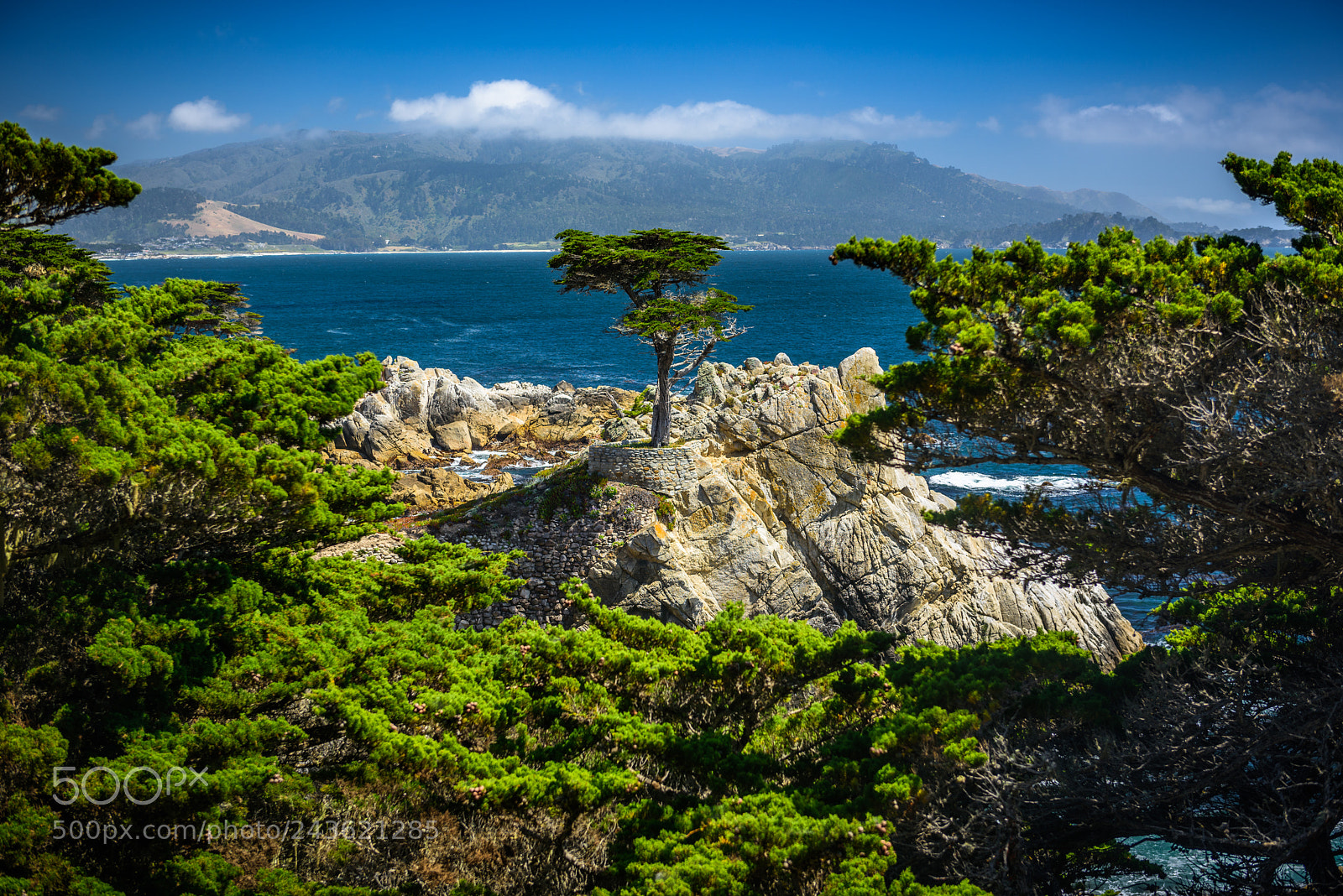 Nikon D810 sample photo. The lone cypress tree photography