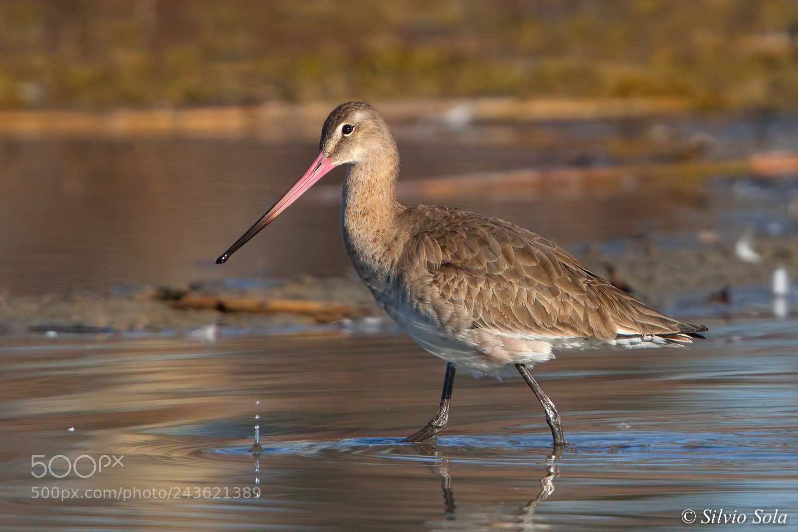 Canon EOS 50D sample photo. Real godwit. photography