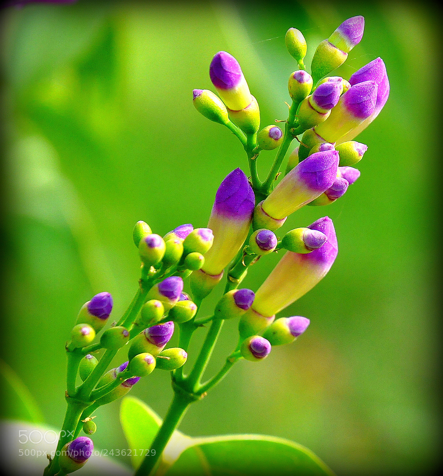 Nikon D90 sample photo. Purple tip photography