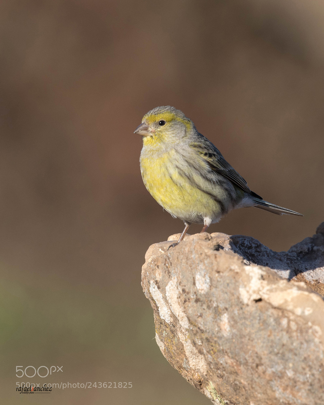 Canon EOS 7D Mark II sample photo. Canario silvestre - atlantic photography