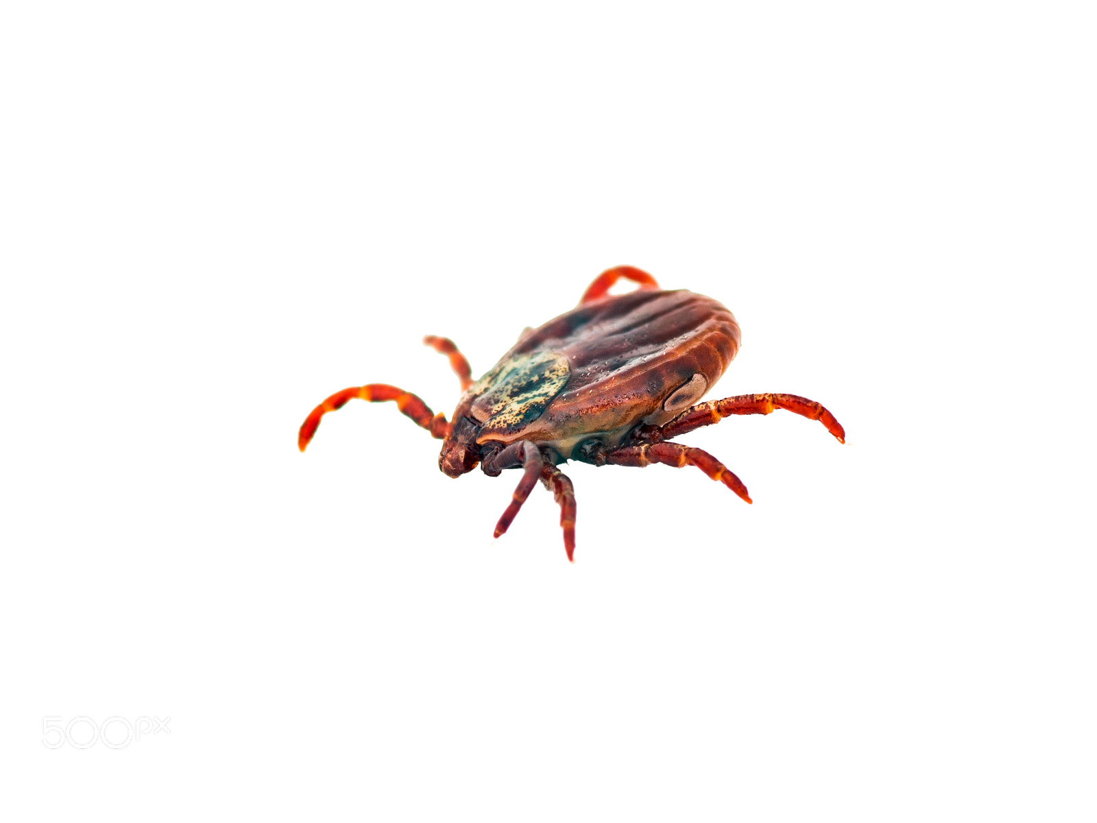 Pentax K-30 sample photo. Encephalitis or lyme virus photography