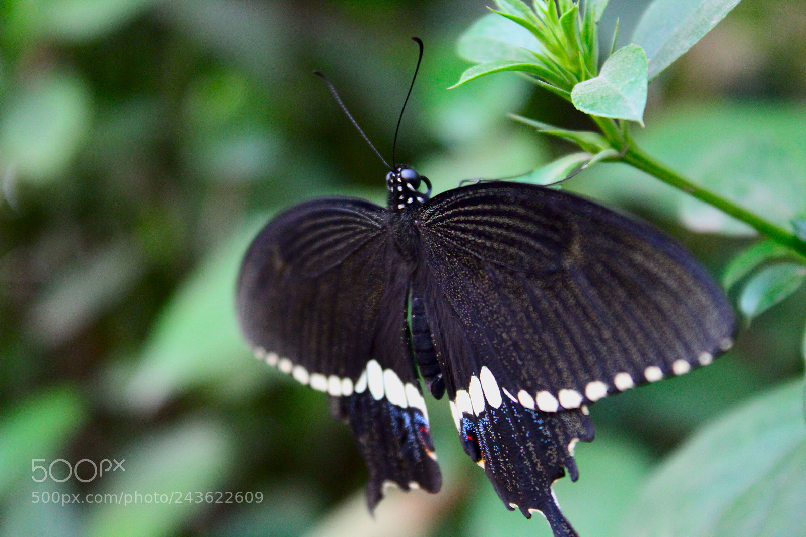 Canon EOS 1300D (EOS Rebel T6 / EOS Kiss X80) sample photo. Butterfly photography