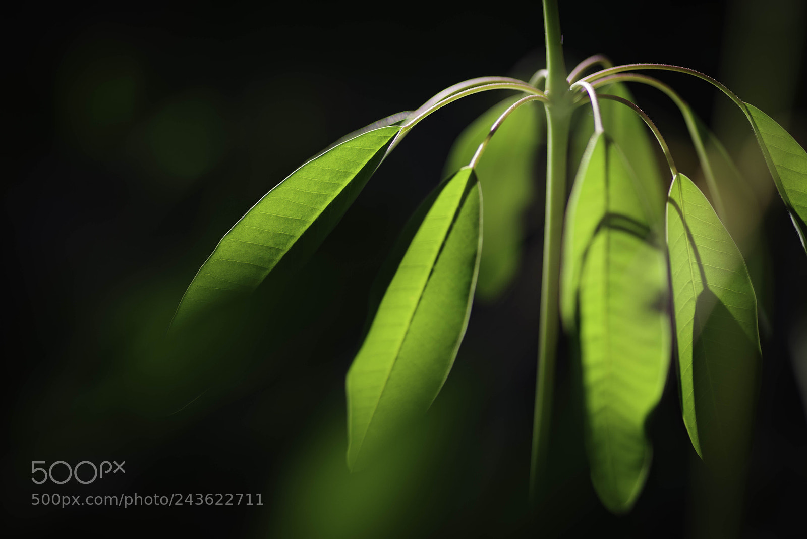 Pentax K-1 sample photo. Backlit leaves photography