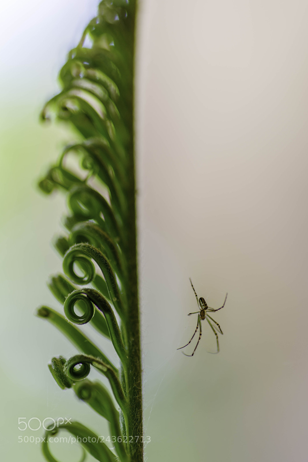 Pentax K-1 sample photo. Macrozamia frond photography