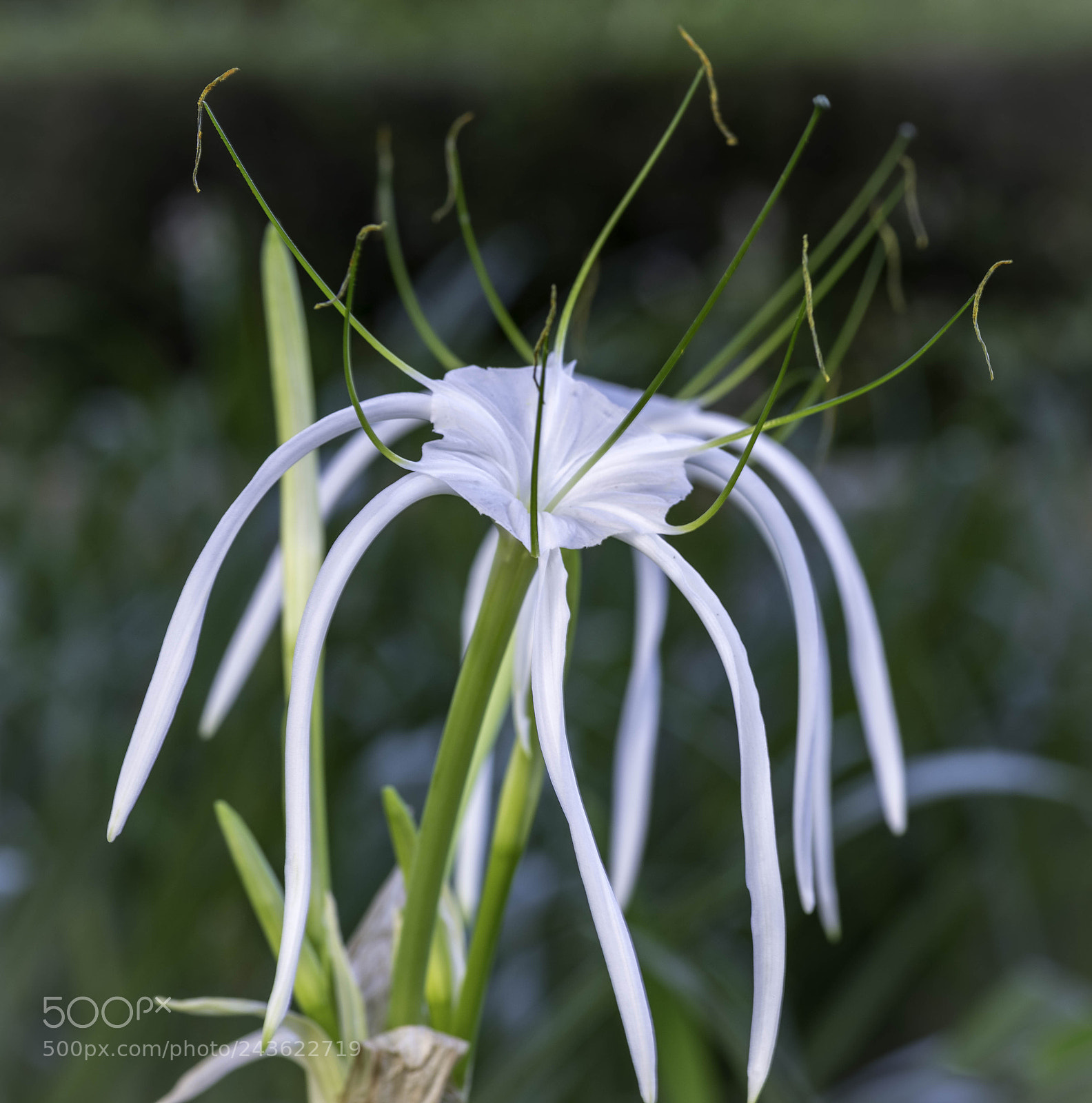 Pentax K-1 sample photo. Lily photography