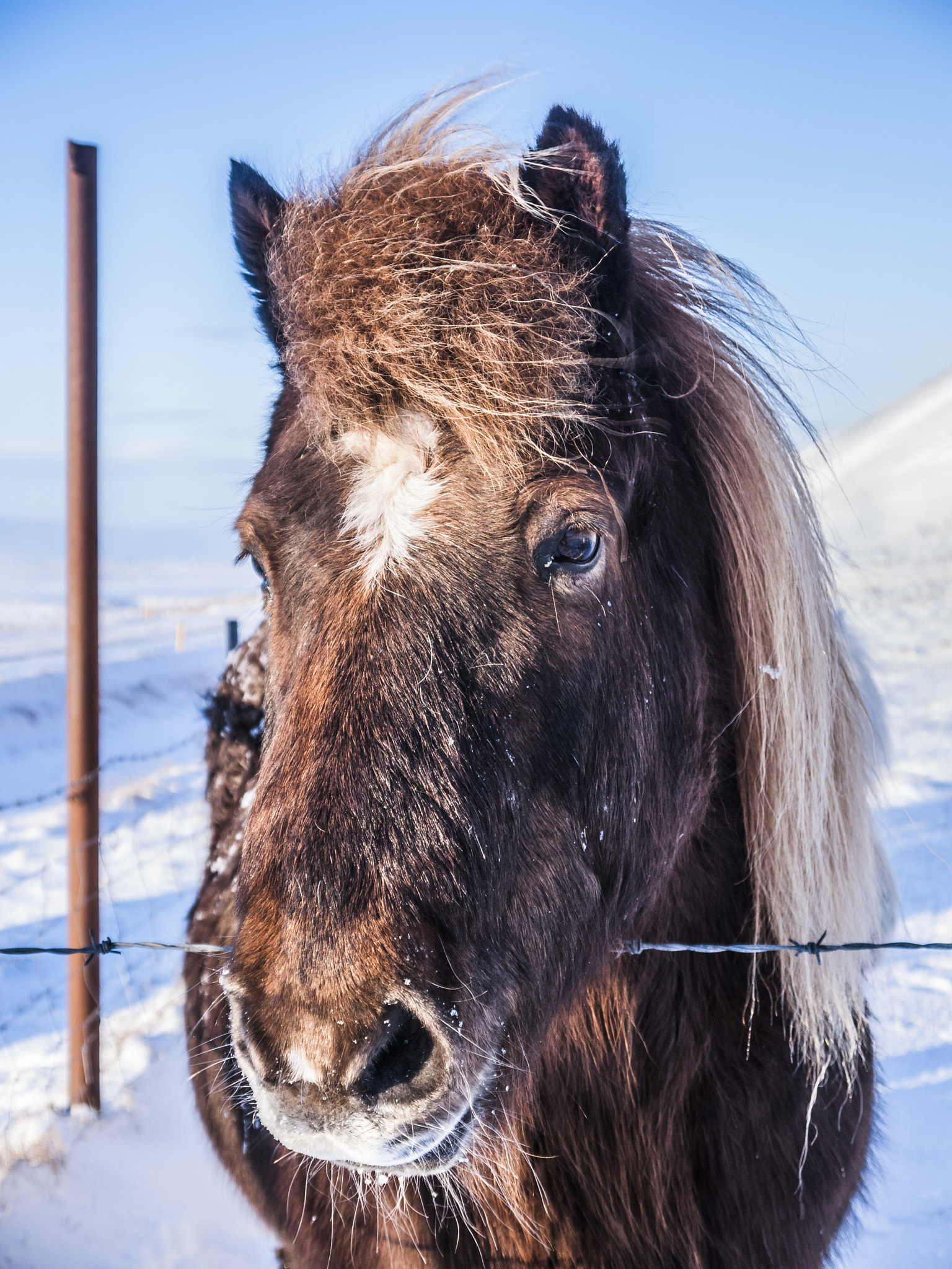 Panasonic Lumix DMC-GF2 sample photo. Icelandic horse photography
