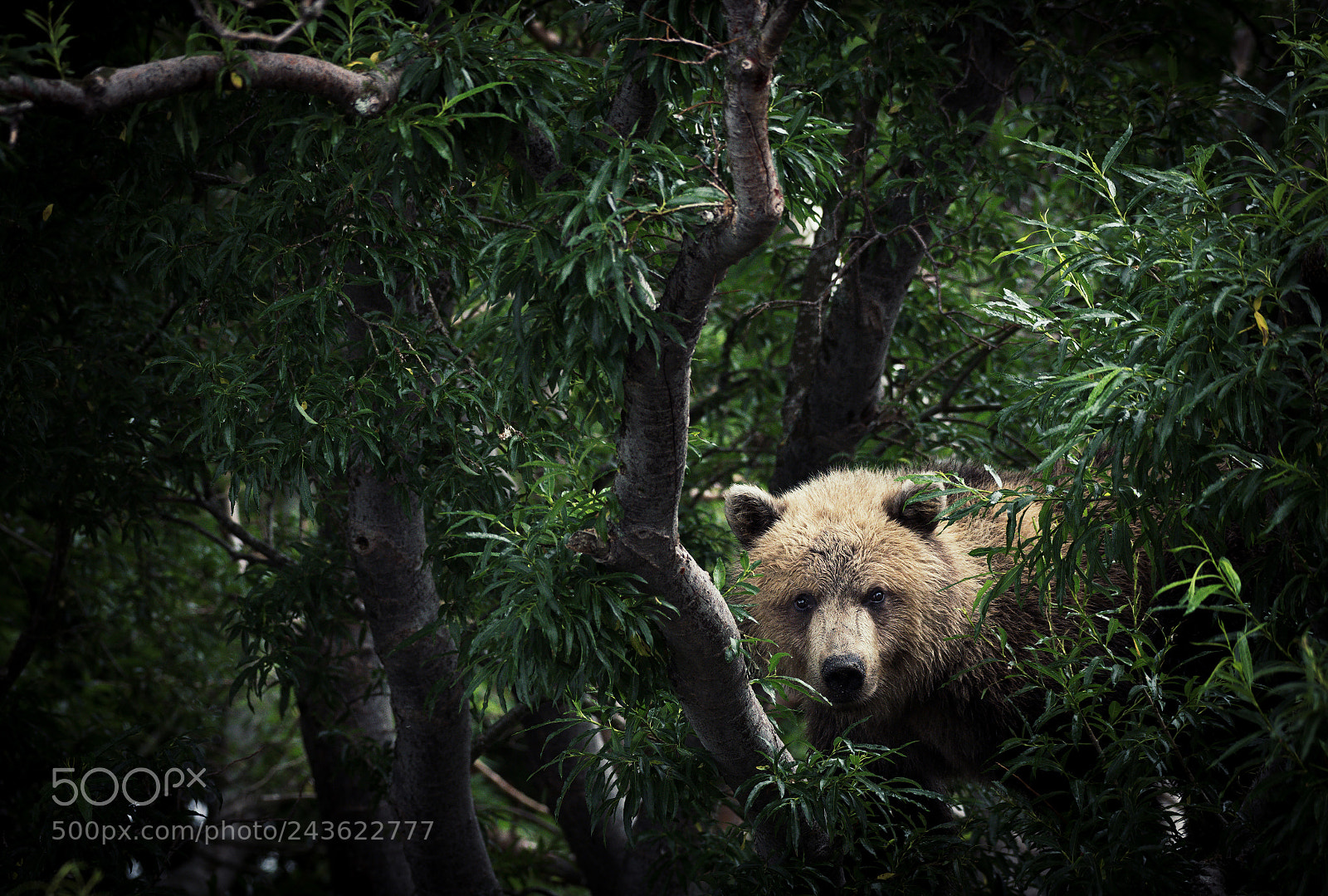 Nikon D810 sample photo. Hiding photography