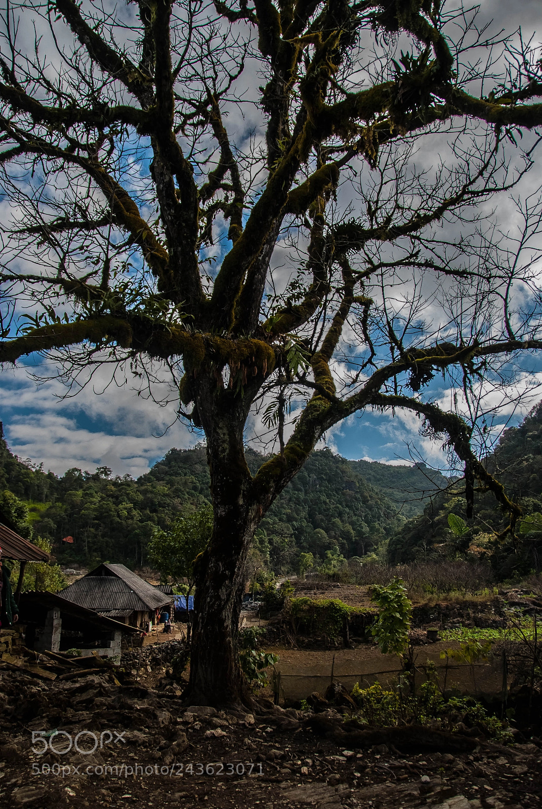 Nikon D80 sample photo. Ye old walnut tree photography