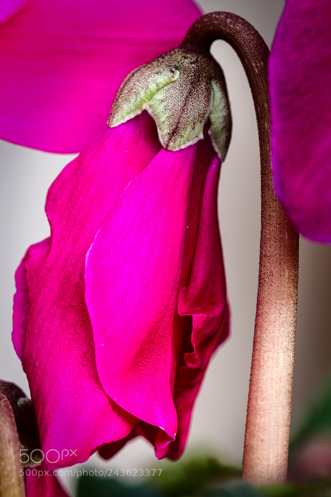 Canon EOS 77D (EOS 9000D / EOS 770D) sample photo. Cyclamen ii photography