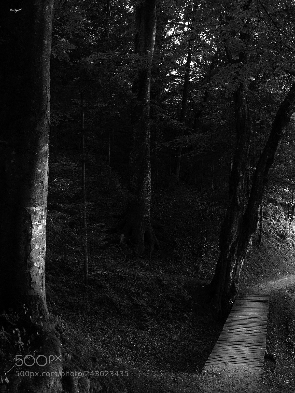 Canon POWERSHOT S5 IS sample photo. The path photography