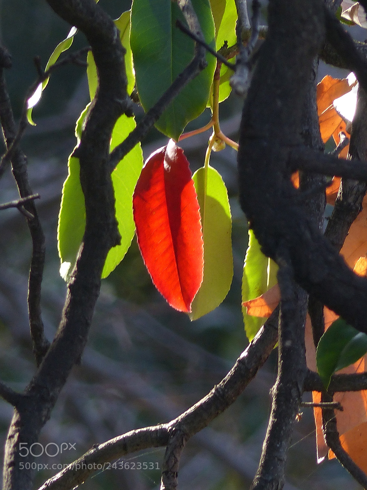 Panasonic Lumix DMC-FZ200 sample photo. Colors photography