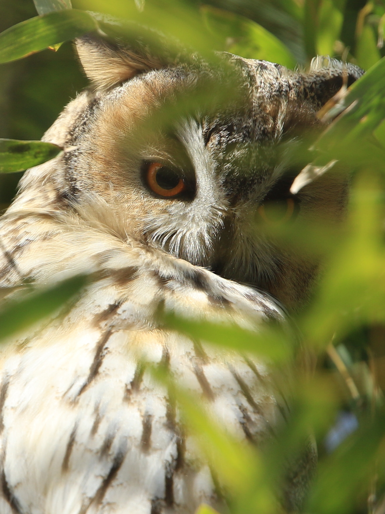 Canon EOS 7D Mark II + Canon EF 400mm F2.8L IS USM sample photo. Long-eared owl トラフズク photography