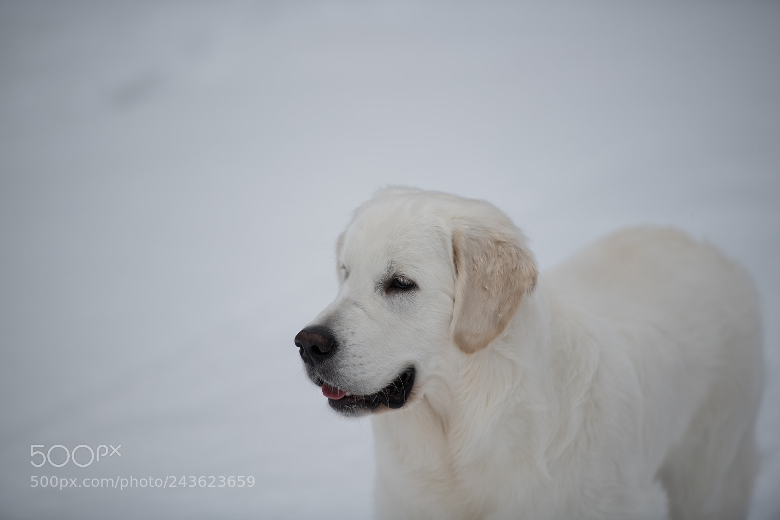 Nikon D850 sample photo. Momo in snow photography