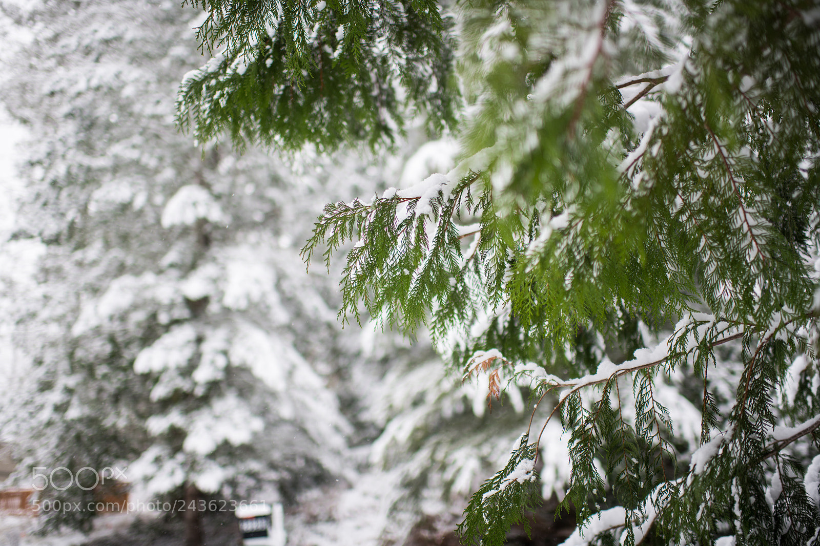 Nikon D850 sample photo. Snow on a pine photography
