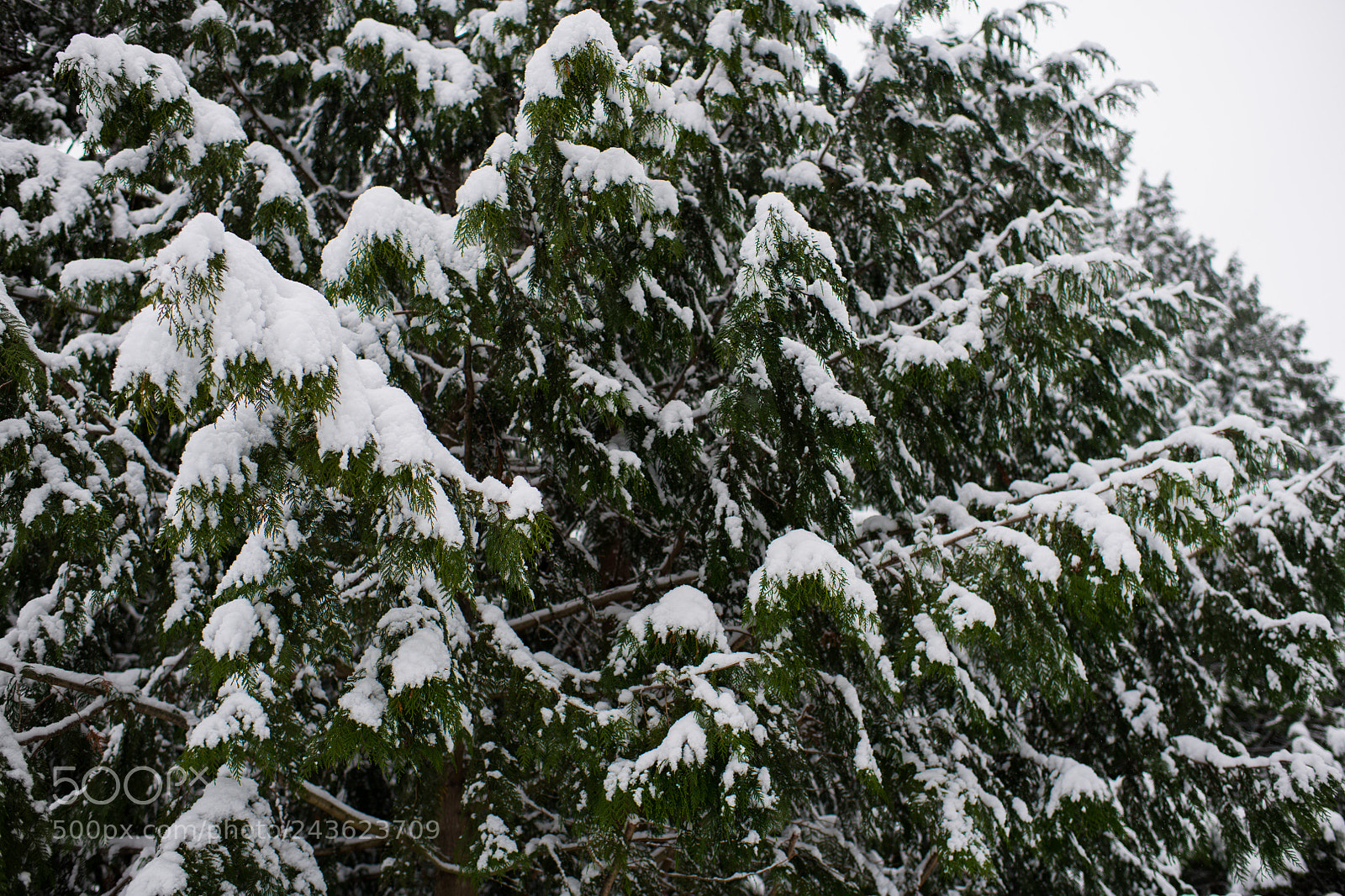 Nikon D850 sample photo. More snow more pine photography