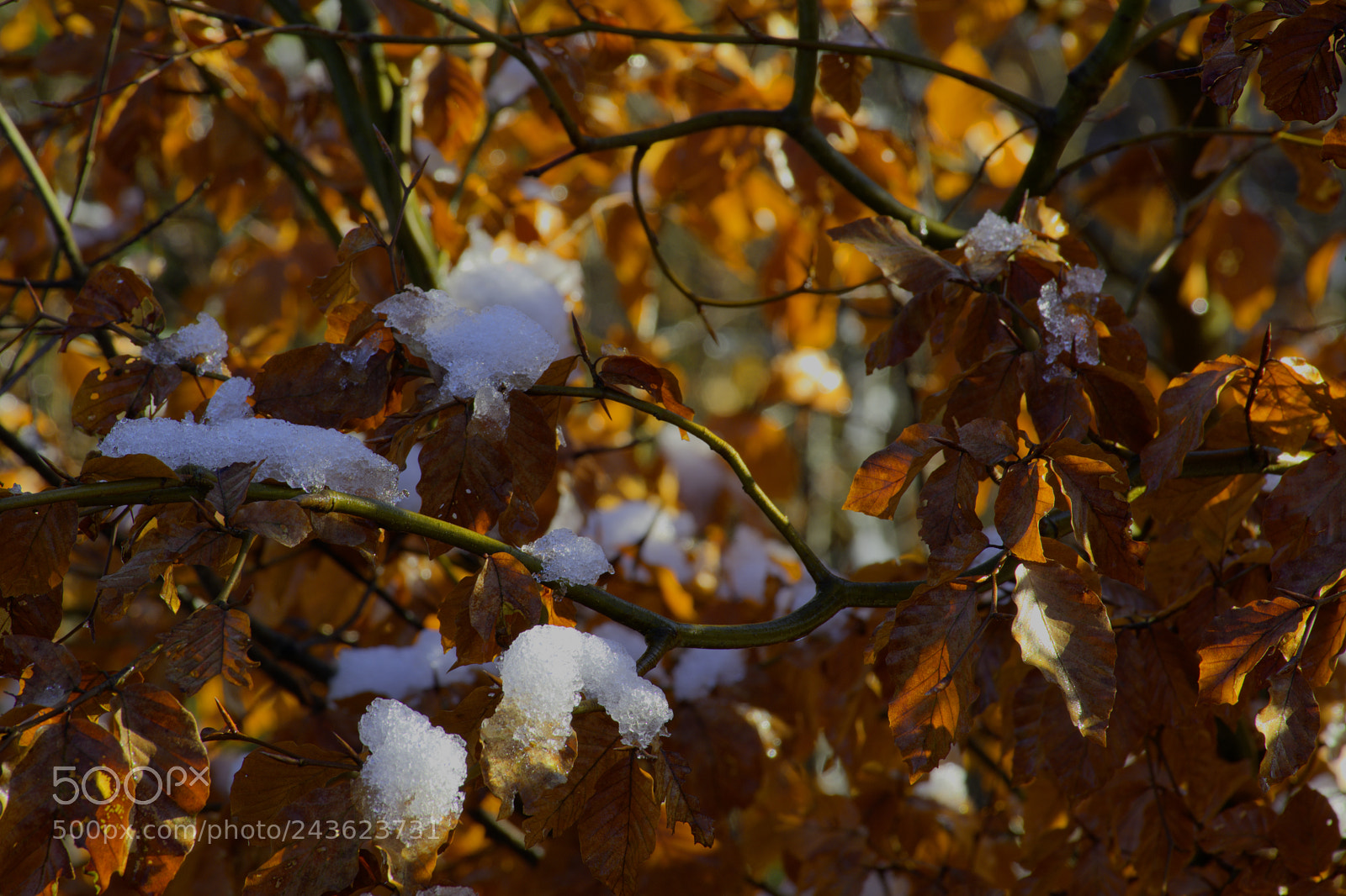 Nikon D7100 sample photo. Misc25 photography