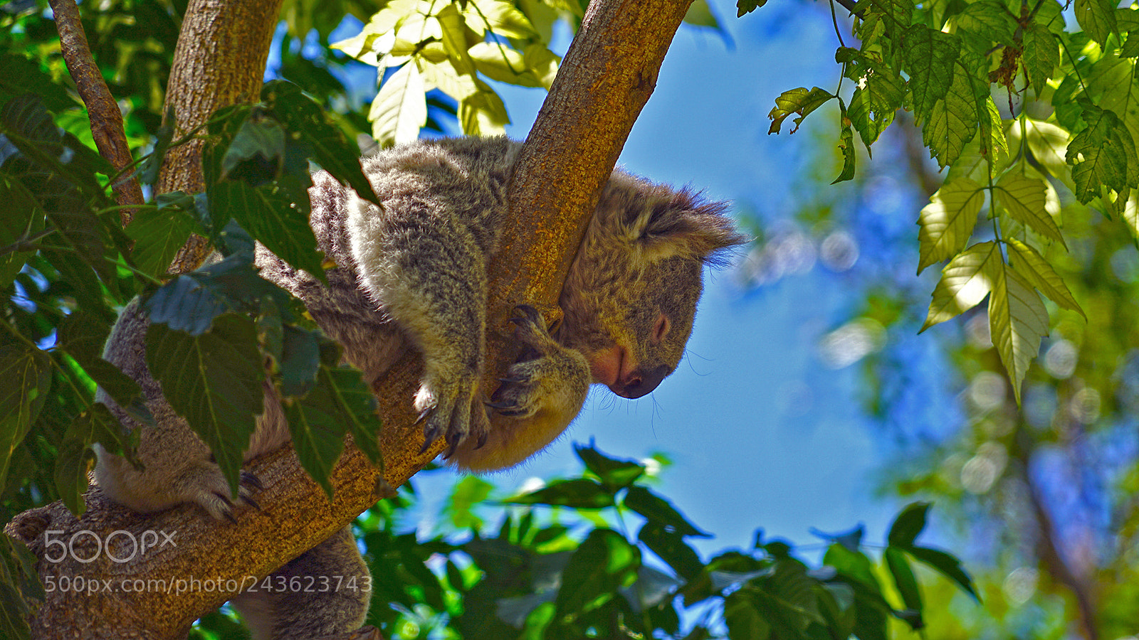 Sony a7 II sample photo. Sleeping koala photography