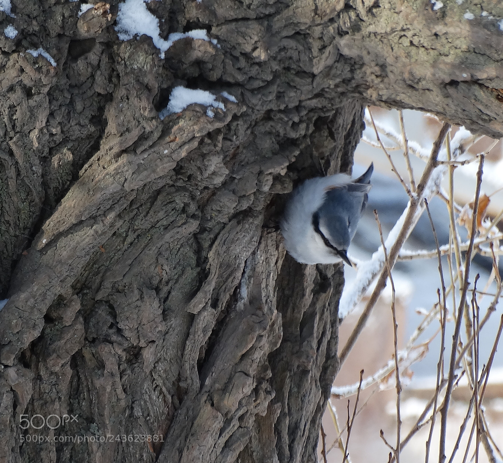 Sony Cyber-shot DSC-HX300 sample photo. Bird photography