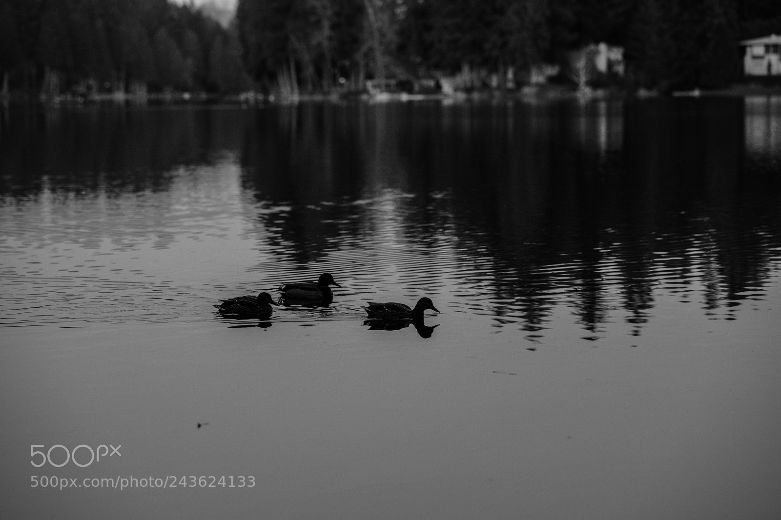 Nikon D850 sample photo. 3 ducks photography