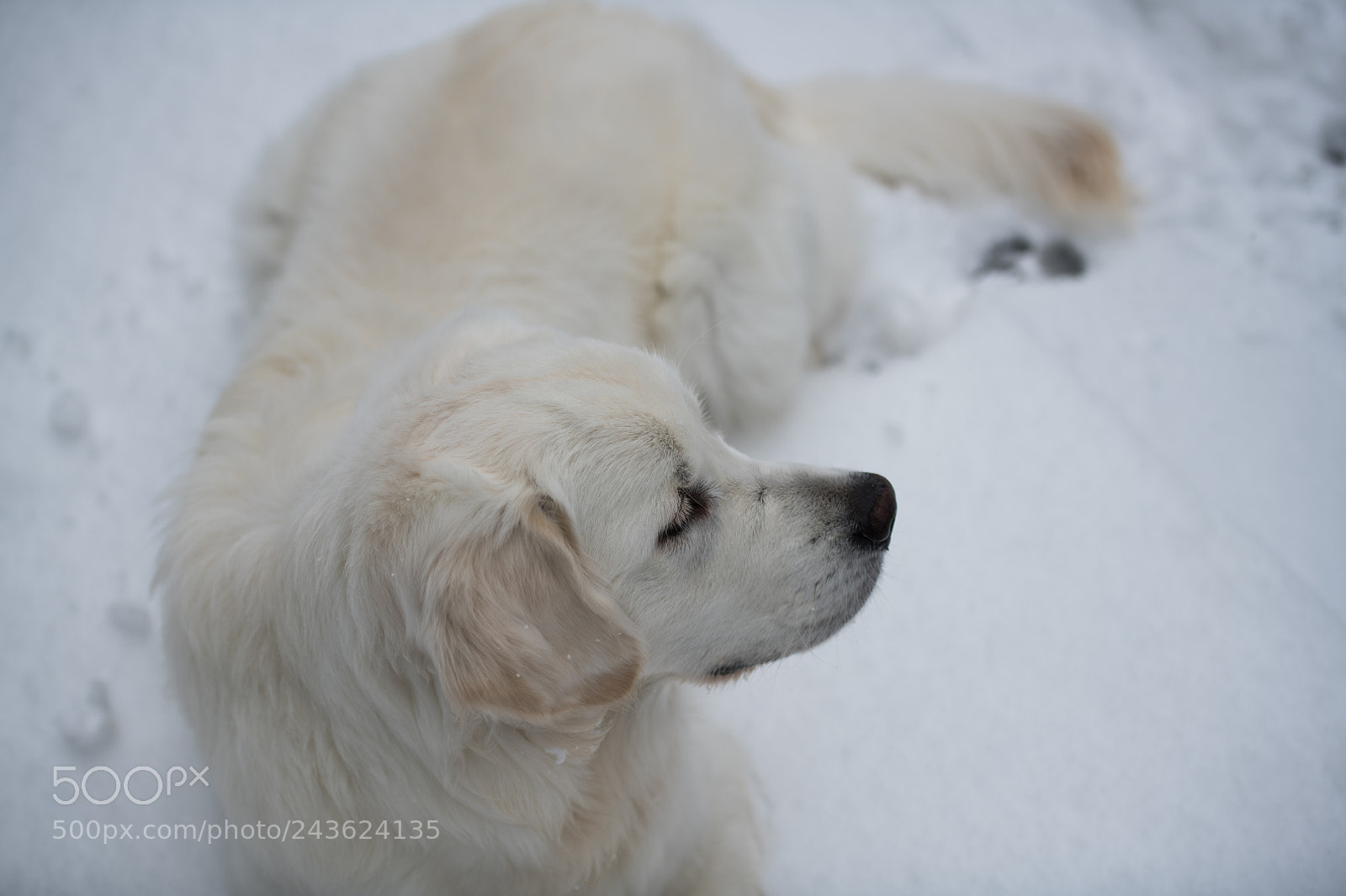 Nikon D850 sample photo. Momo rest in snow photography