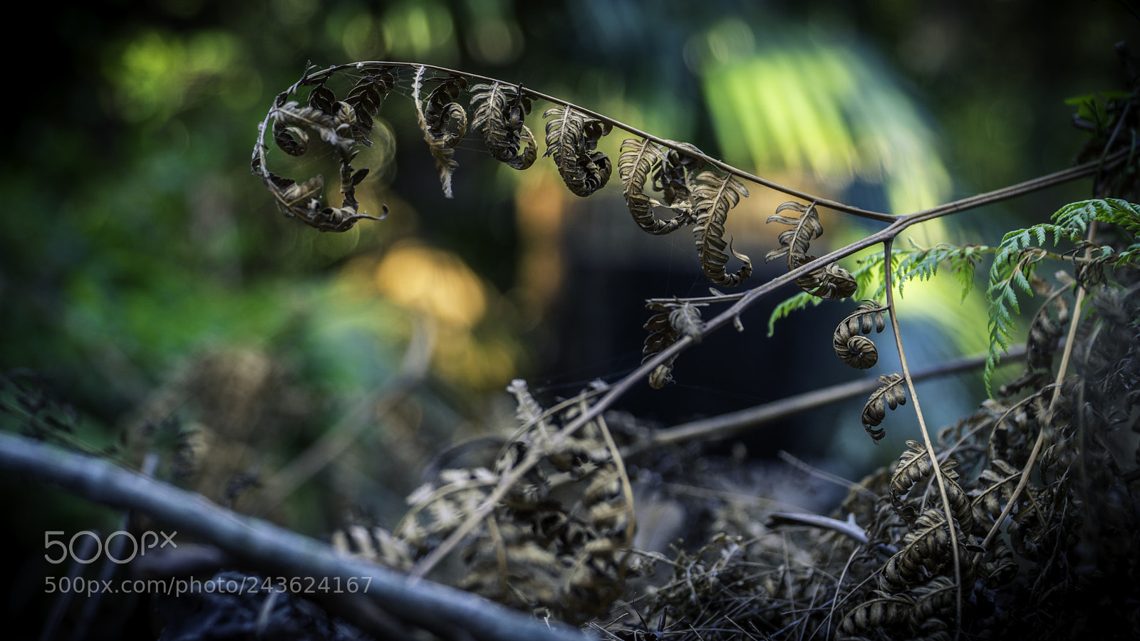 Sony a6500 sample photo. Life cycle photography