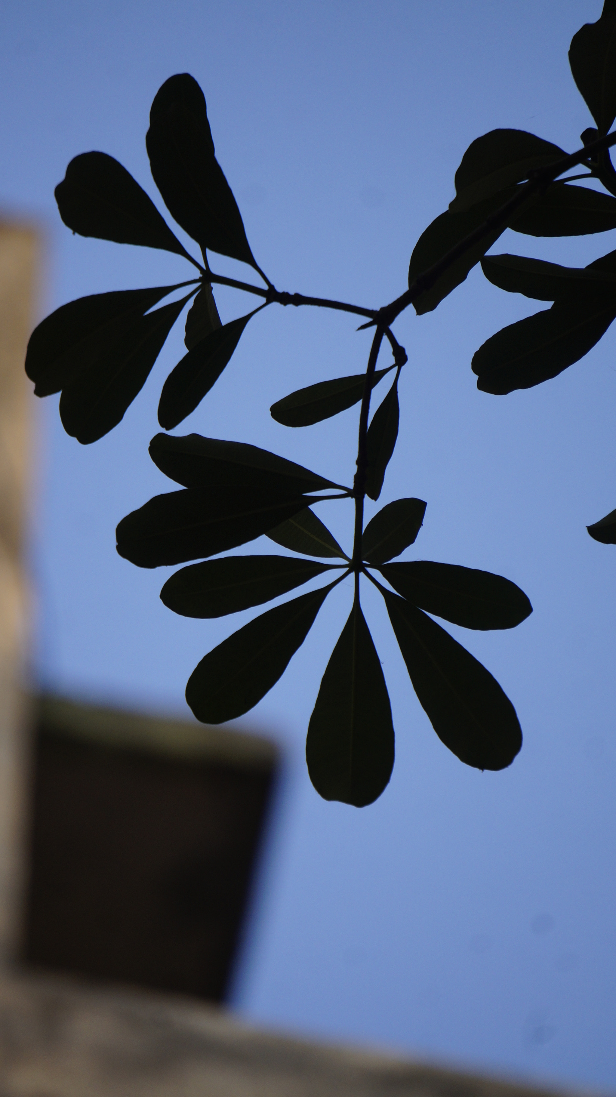 Sony E 55-210mm F4.5-6.3 OSS sample photo
