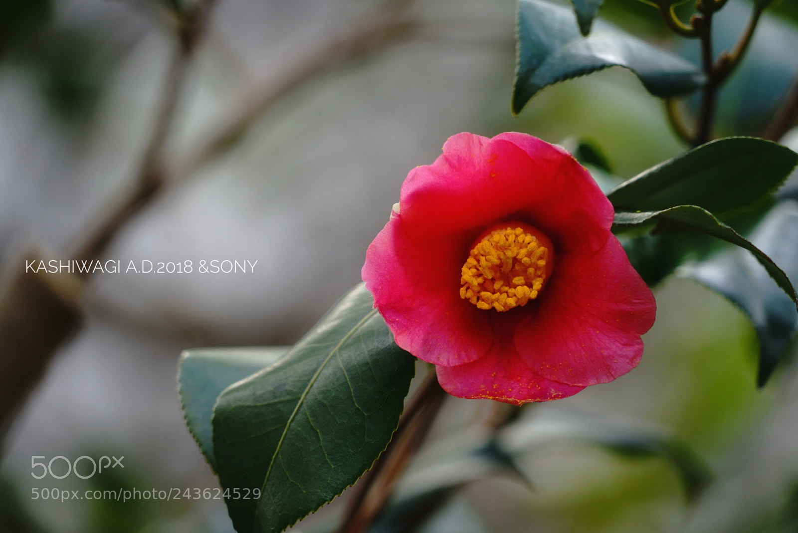 Sony a7 II sample photo. Camellia suits you on photography