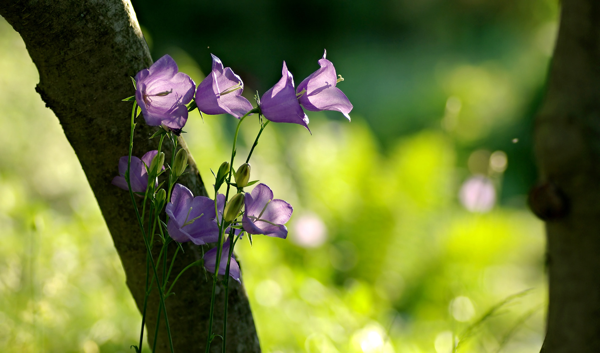 Pentax K10D + Tamron SP AF 90mm F2.8 Di Macro sample photo. Summer flowers photography