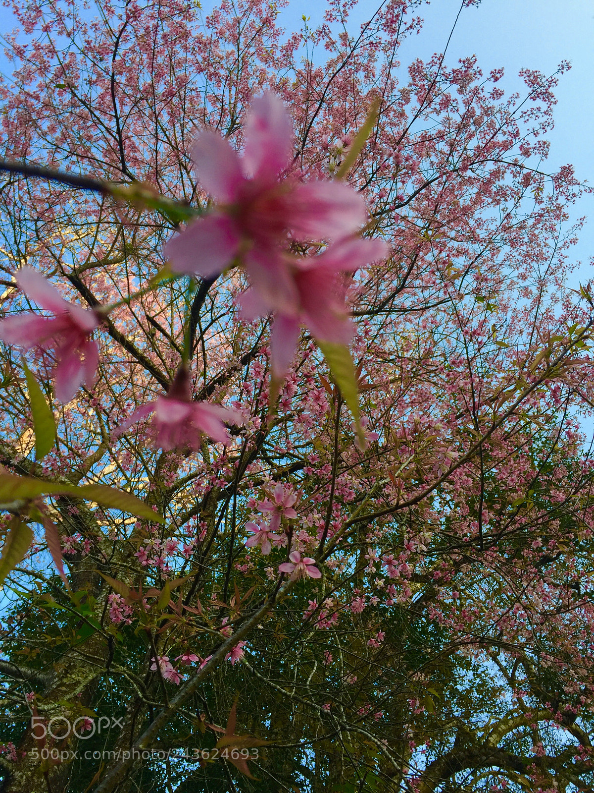 Apple iPhone 6 sample photo. Cherry blossoms ❣️ photography