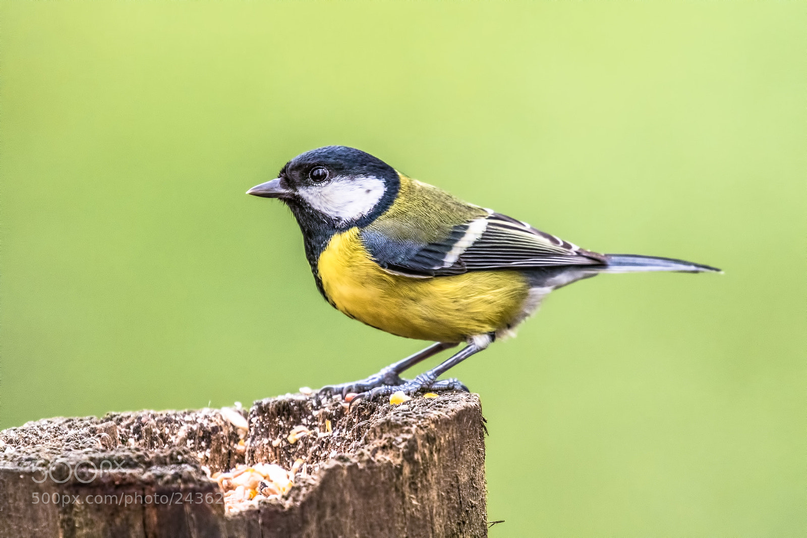 Canon EOS 7D Mark II sample photo. Great tit photography