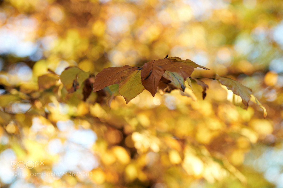 Sony a99 II sample photo. Some autumnal gold as photography
