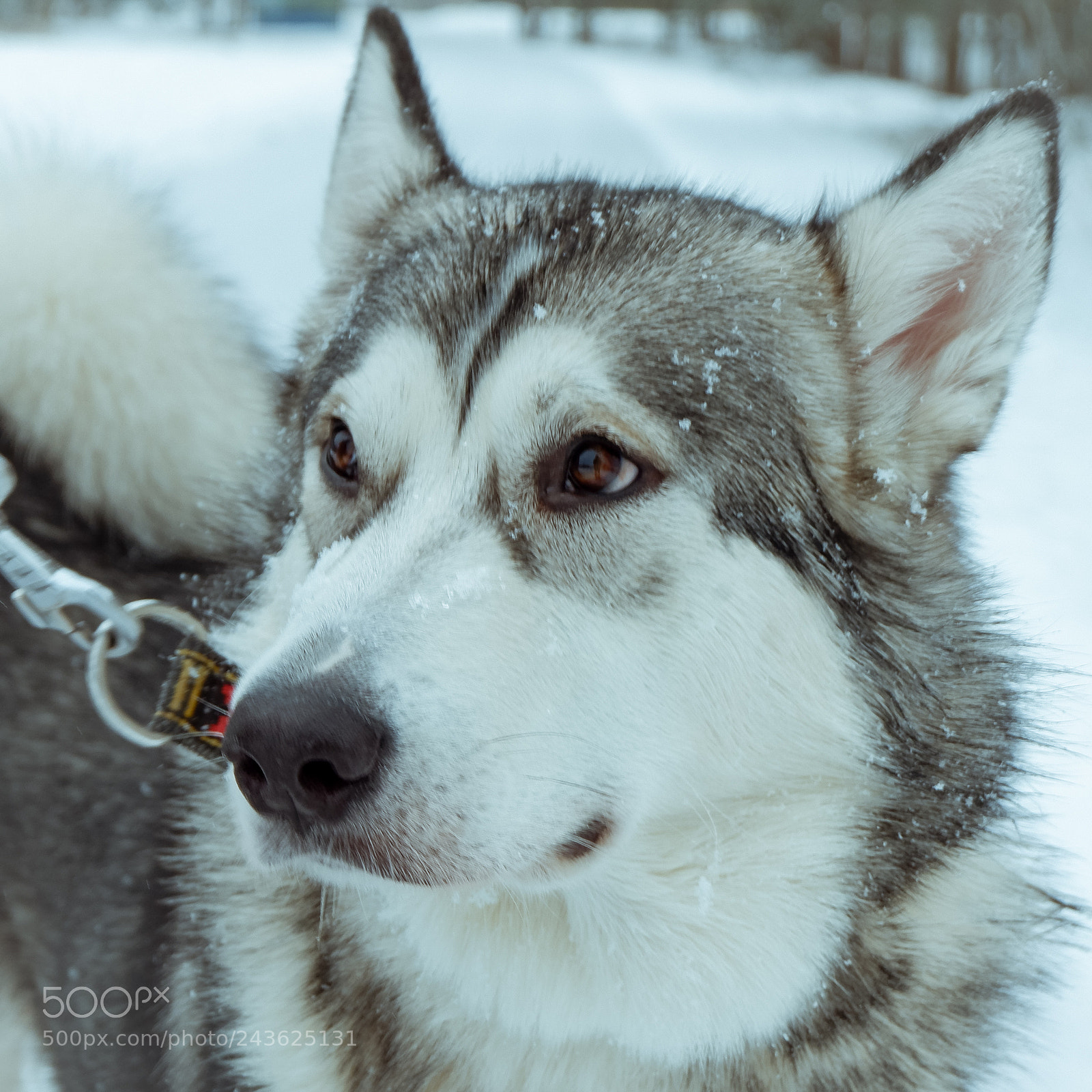 Fujifilm X-A3 sample photo. Булонька photography